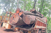 Kadaba: Illegal timber transport busted in Kodimbala; one arrested